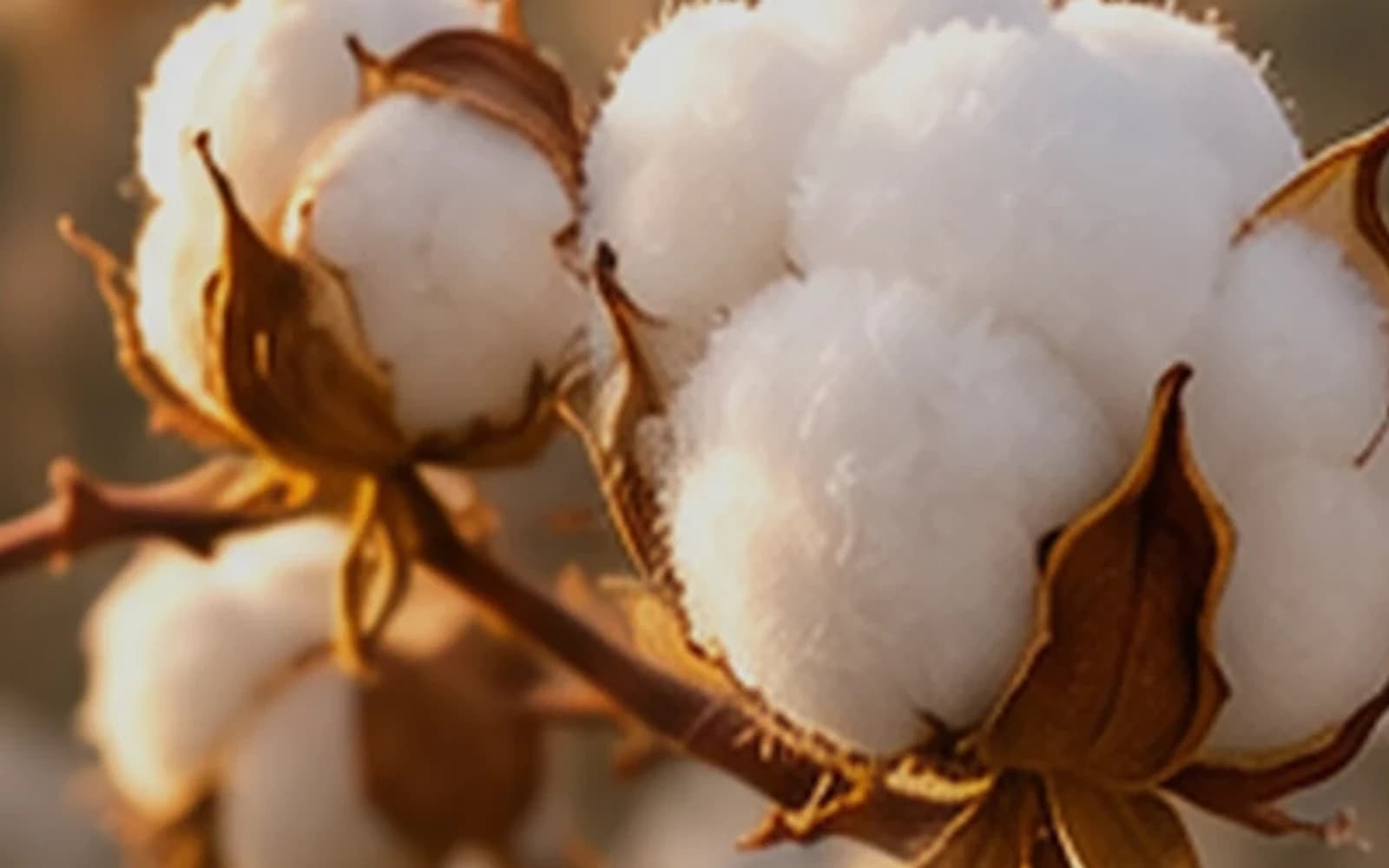Editorial close-up of cotton bolls representing Pakistan’s early ginning-factory arrival signal.